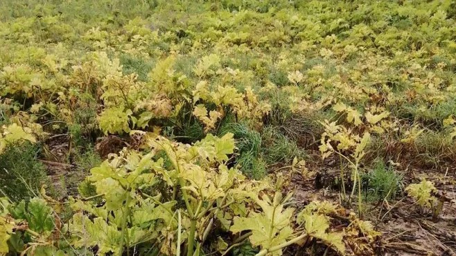 Подмосковные волонтеры будут обрабатывать от борщевика более 1,7 тысячи га земли каждый год